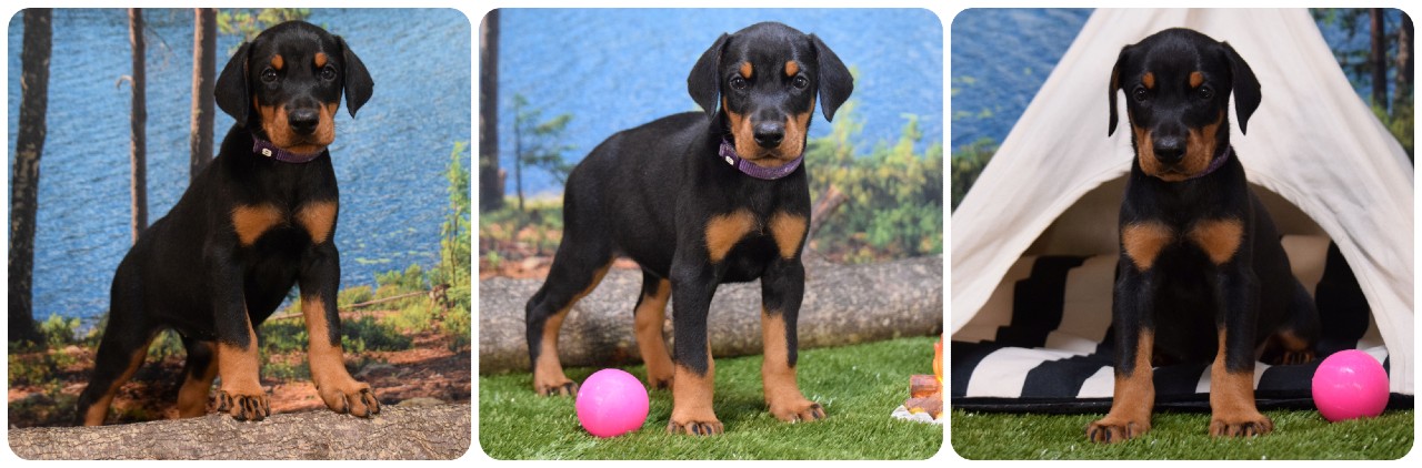 picture of doberman puppies