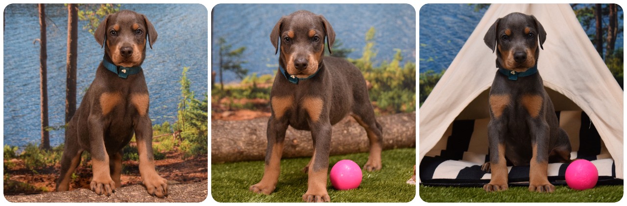 picture of doberman puppies