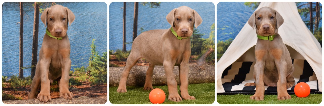 picture of doberman puppies