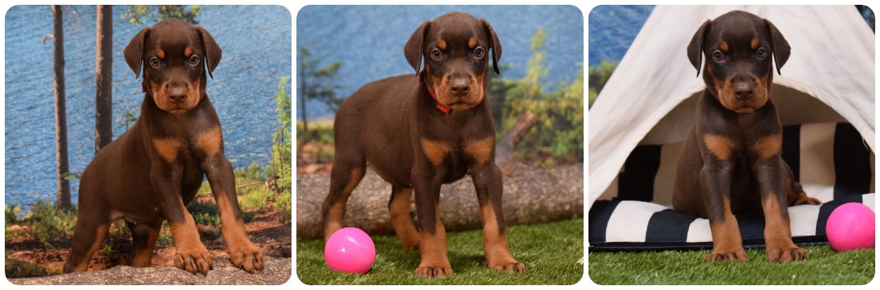 picture of doberman puppies