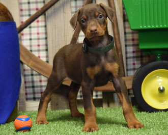 red doberman female puppy for sale