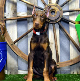 red doberman female puppy for sale