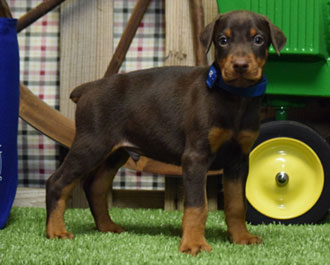 red doberman puppy for sale