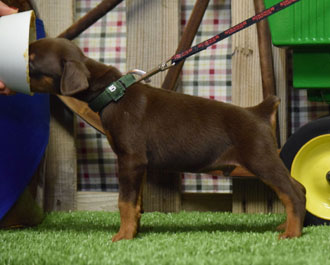red doberman puppy for sale