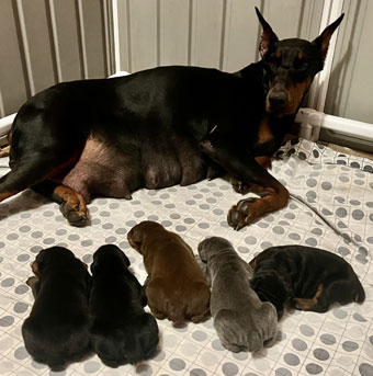 doberman puppies for sale in USA     