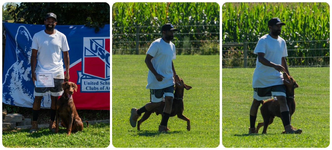 red doberman working