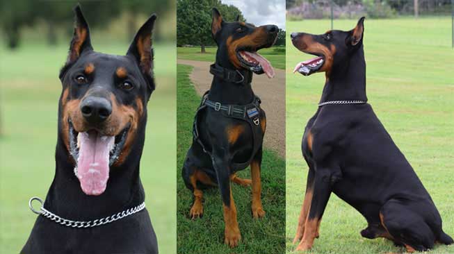 Doberman Puppies for sale in USA
