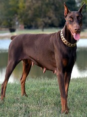 red doberman female
