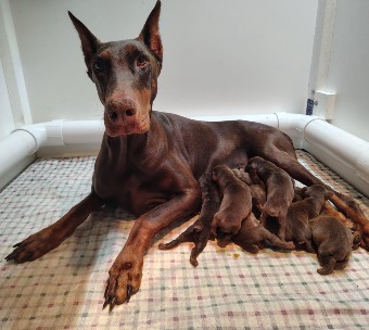 red doberman puppies