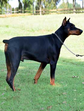 young doberman for sale in USA