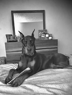 young doberman for sale in USA