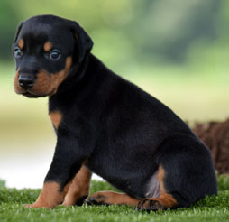 black doberman puppy