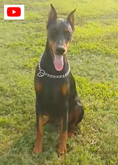 video young doberman for sale in USA