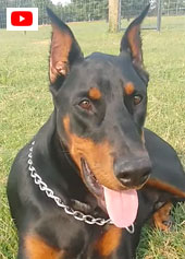 video young doberman for sale in USA