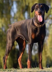 european doberman