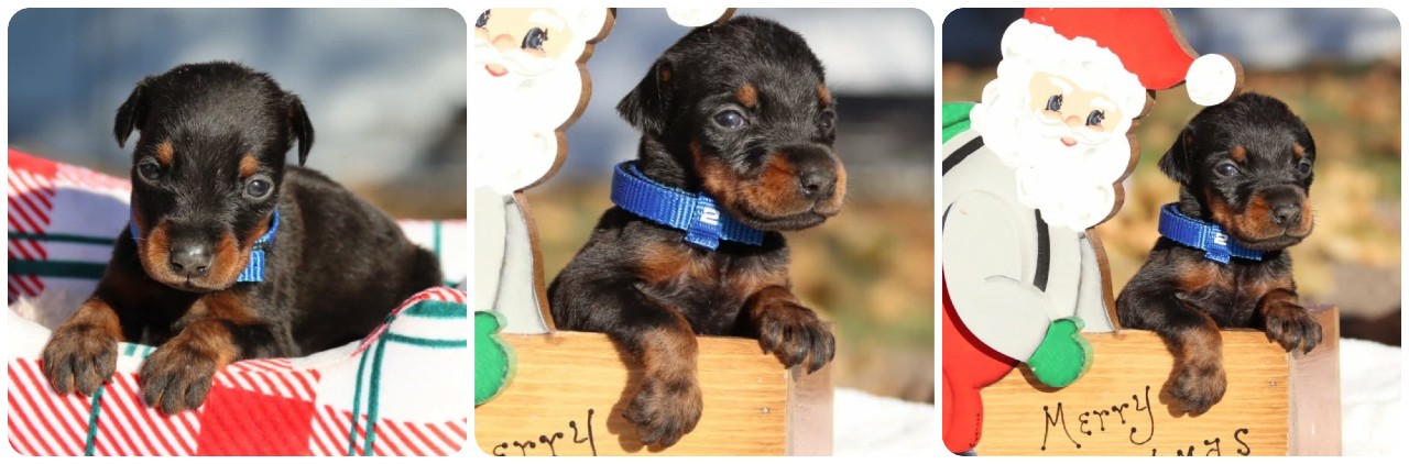 black female doberman puppy picture of doberman puppies