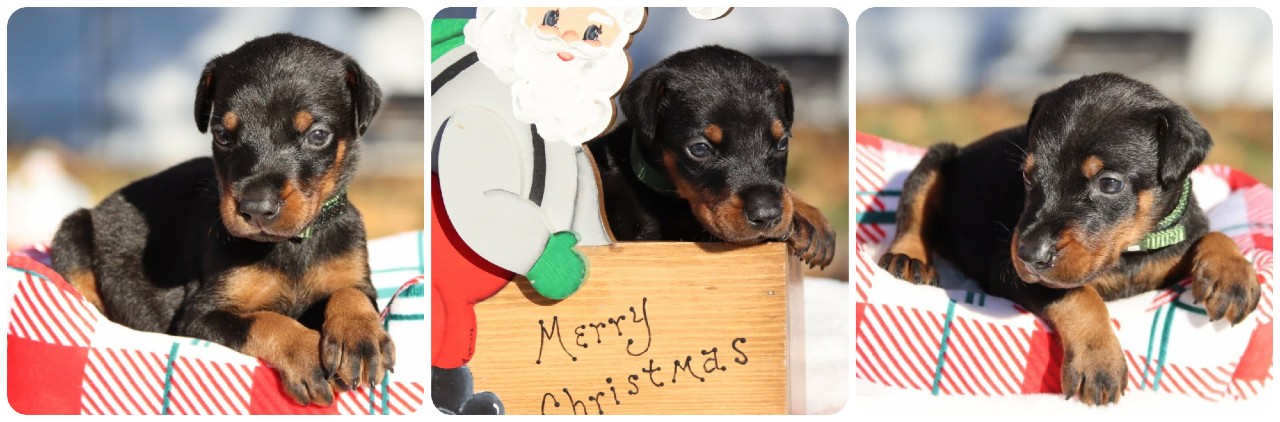 black female doberman puppy picture of doberman puppies