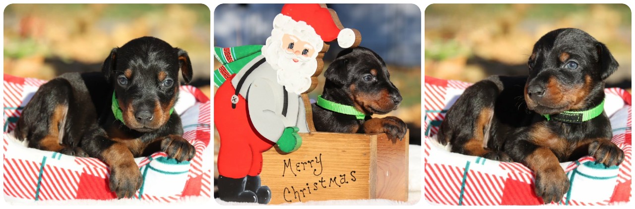 black female doberman puppy picture of doberman puppies