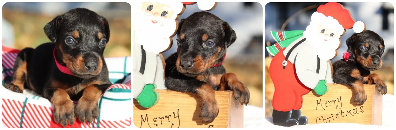 black female doberman puppy picture of doberman puppies