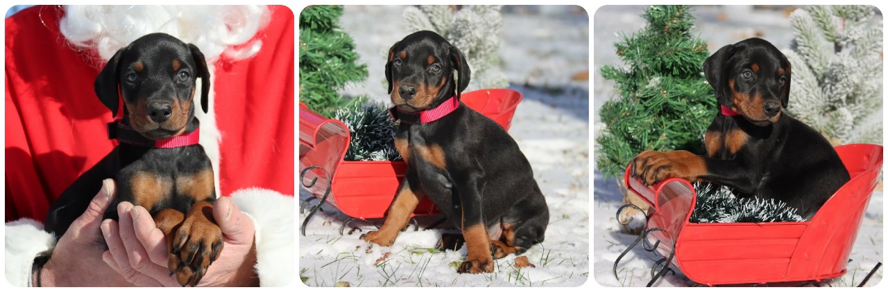 picture of doberman puppies