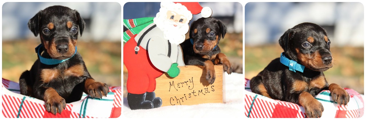 black female doberman puppy picture of doberman puppies