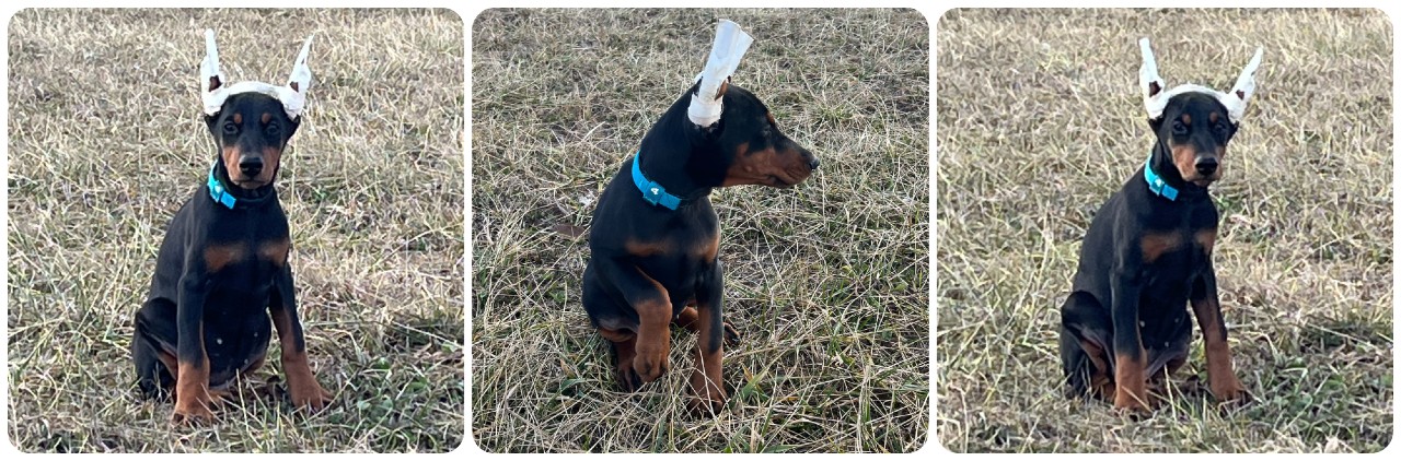 picture of doberman puppies