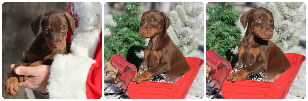 picture of doberman puppies