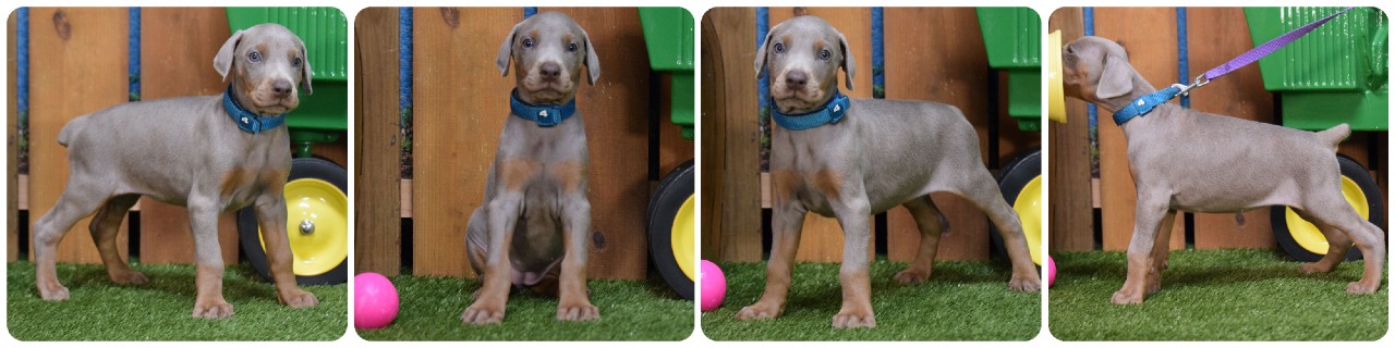 fawn female doberman puppy