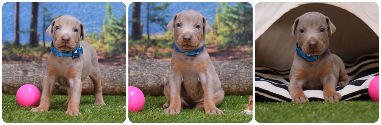 fawn female doberman puppy fawn female doberman puppy