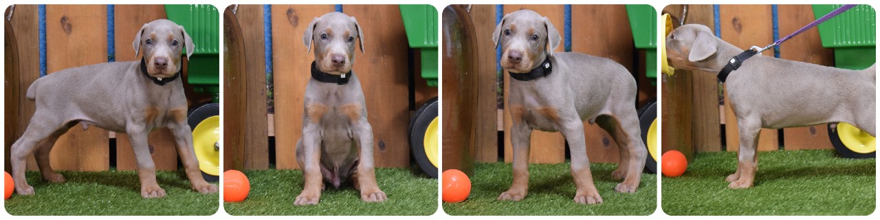 fawn male doberman puppy