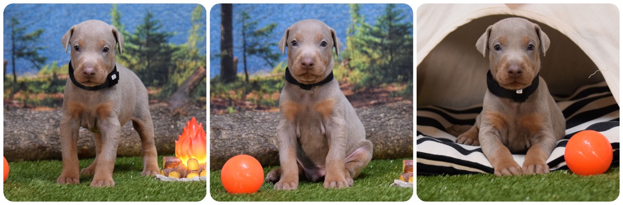 fawn male doberman puppy fawn male doberman puppy