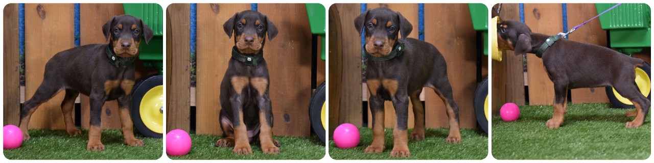 red female doberman puppy red female doberman puppy