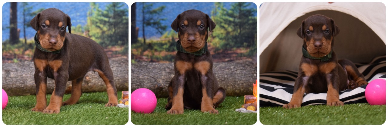 red female doberman puppy red female doberman puppy