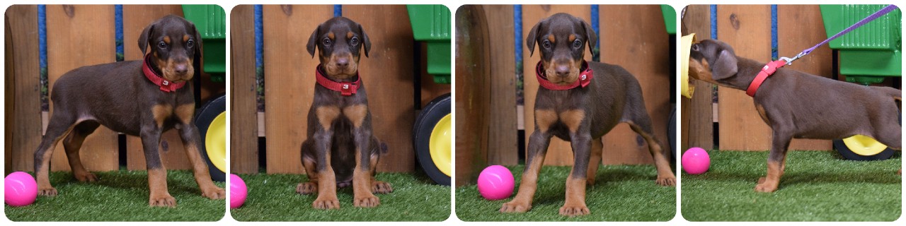 red female doberman puppy red female doberman puppy