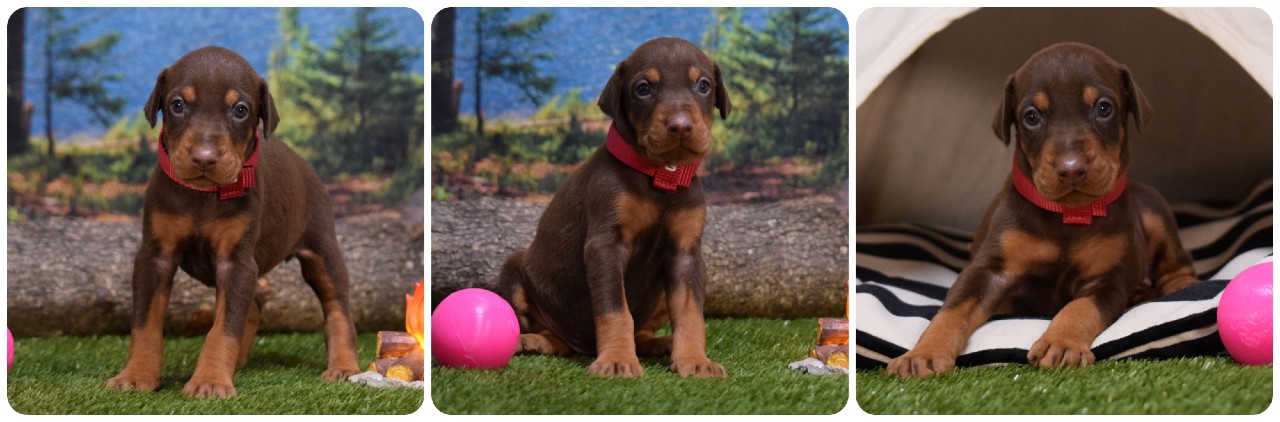red female doberman puppy red female doberman puppy