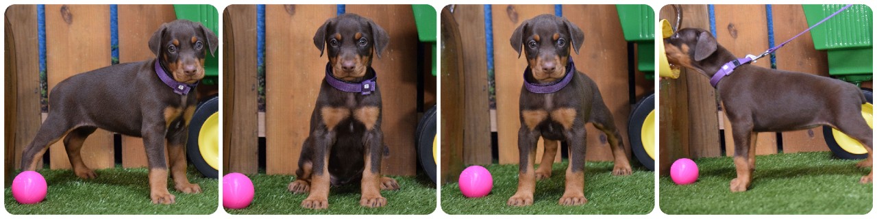 red female doberman puppy red female doberman puppy