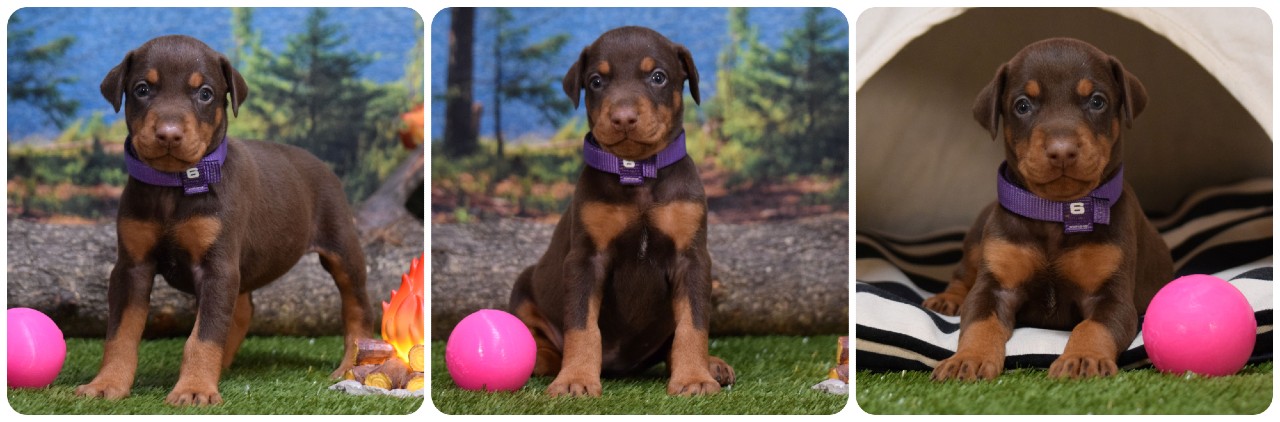 red female doberman puppy red female doberman puppy