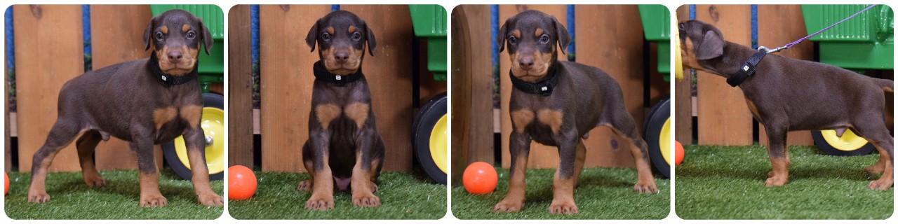red male doberman puppy