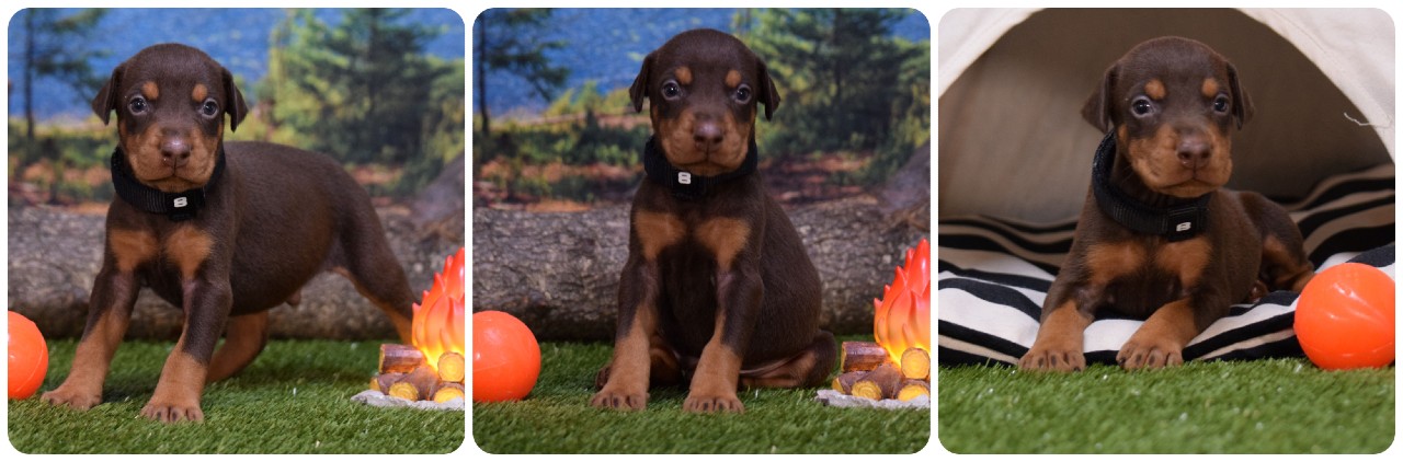 red male doberman puppy red male doberman puppy
