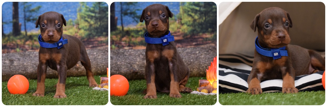 red male doberman puppy red male doberman puppy