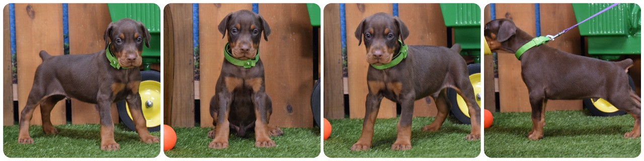 red male doberman puppy red doberman puppies