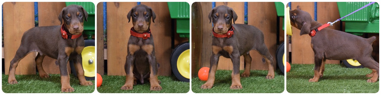 red male doberman puppy