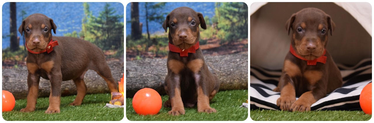 red male doberman puppy red male doberman puppy