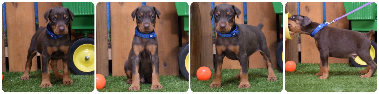 red male doberman puppy