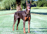 Bobo doberman pics and health doberman pics and health