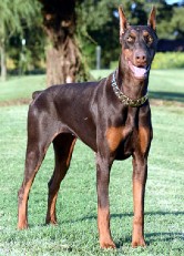 red doberman female