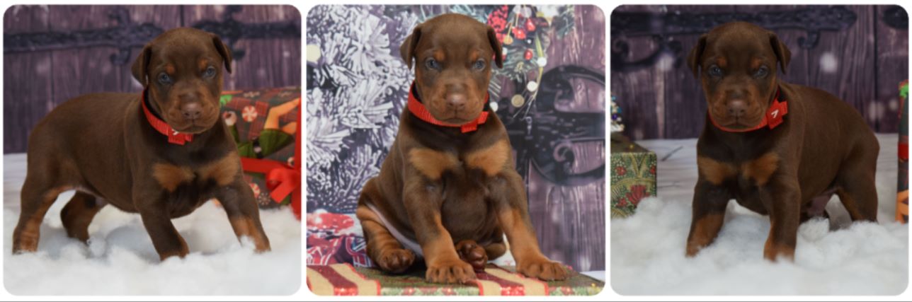 picture of doberman red puppy