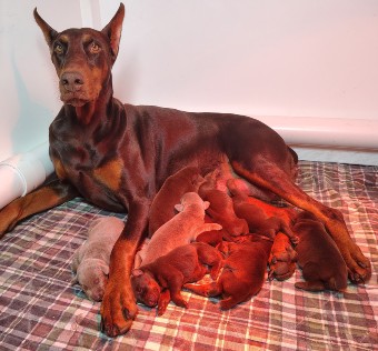 doberman puppies for sale