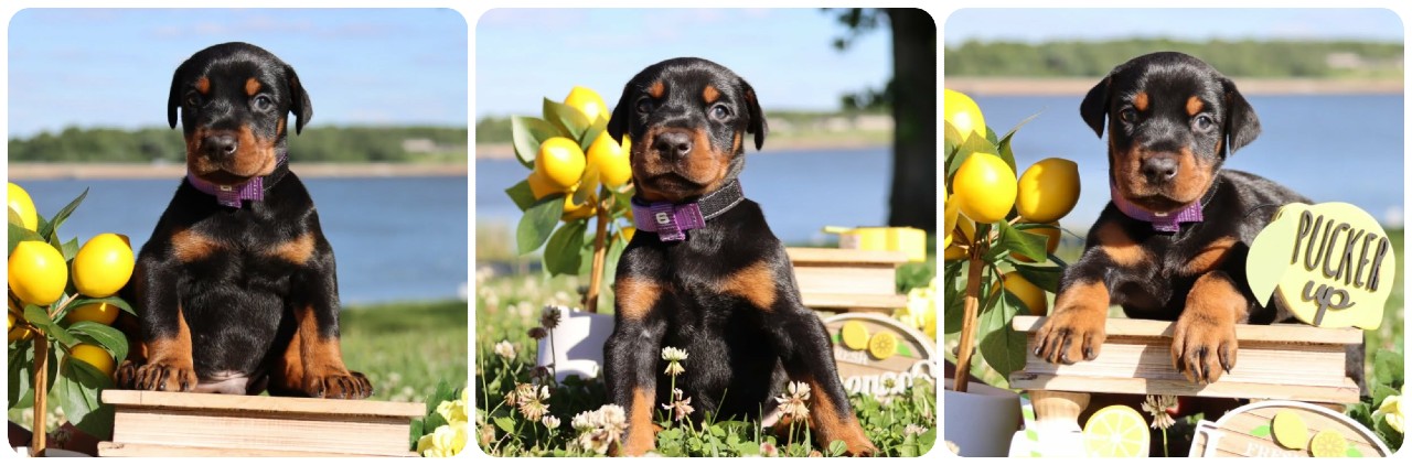 black male doberman puppy black male doberman puppy