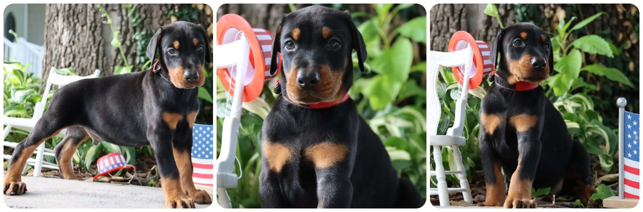 black male doberman puppy